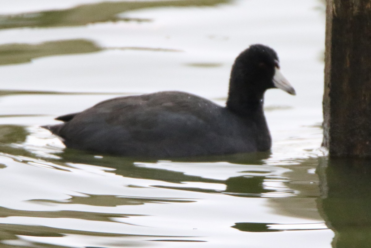 American Coot - ML611772194