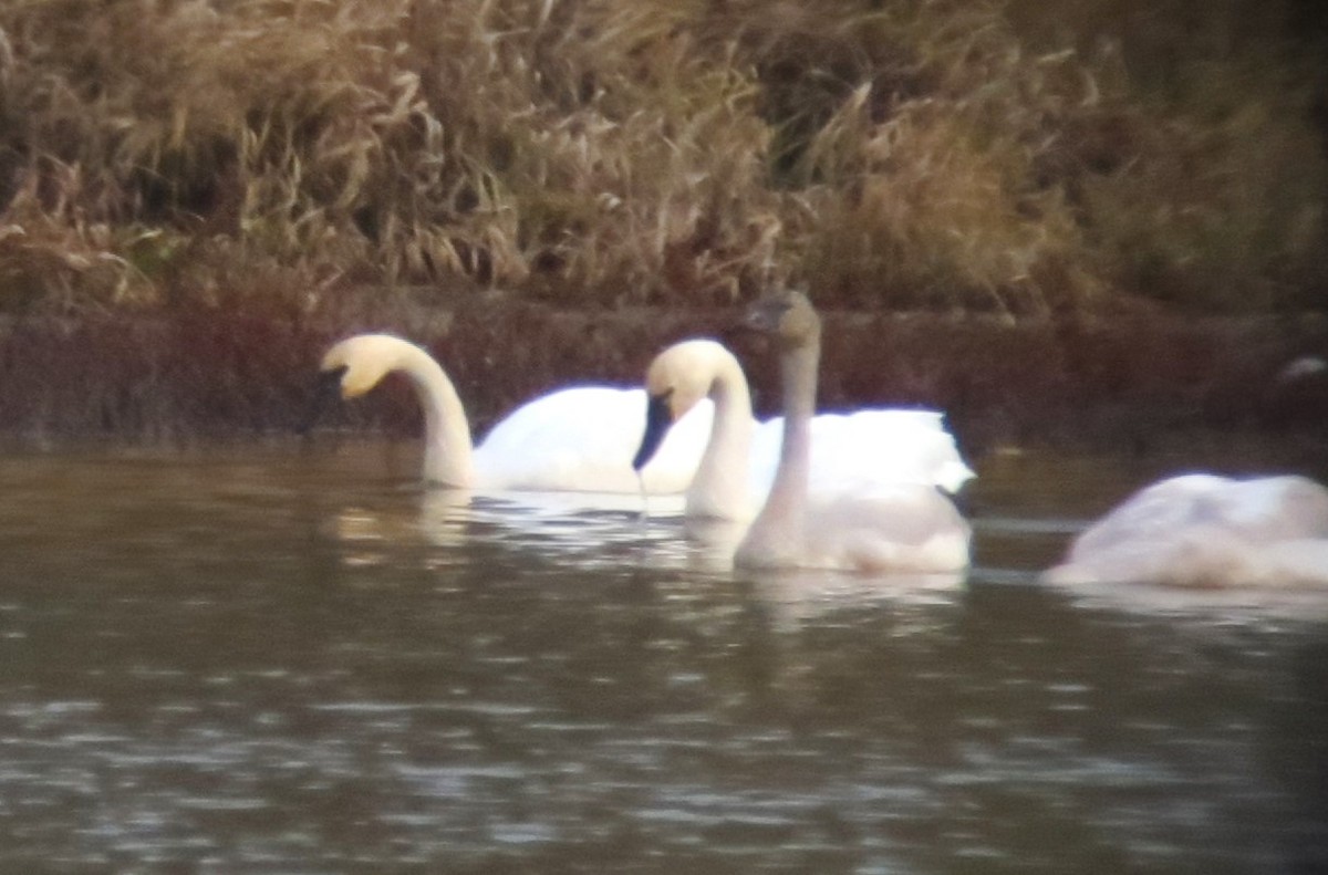 Trumpeter Swan - Johnny Westland