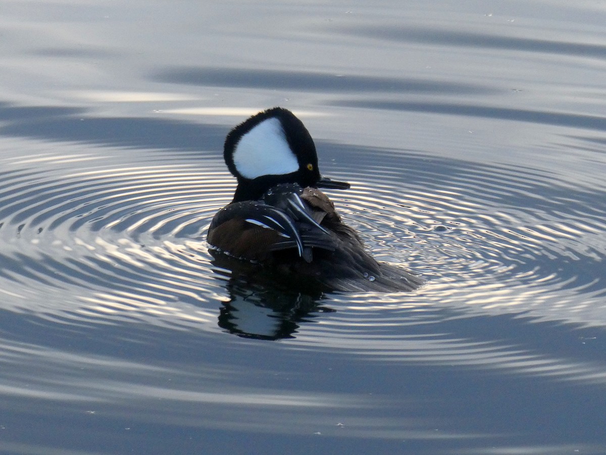 Hooded Merganser - ML611772207