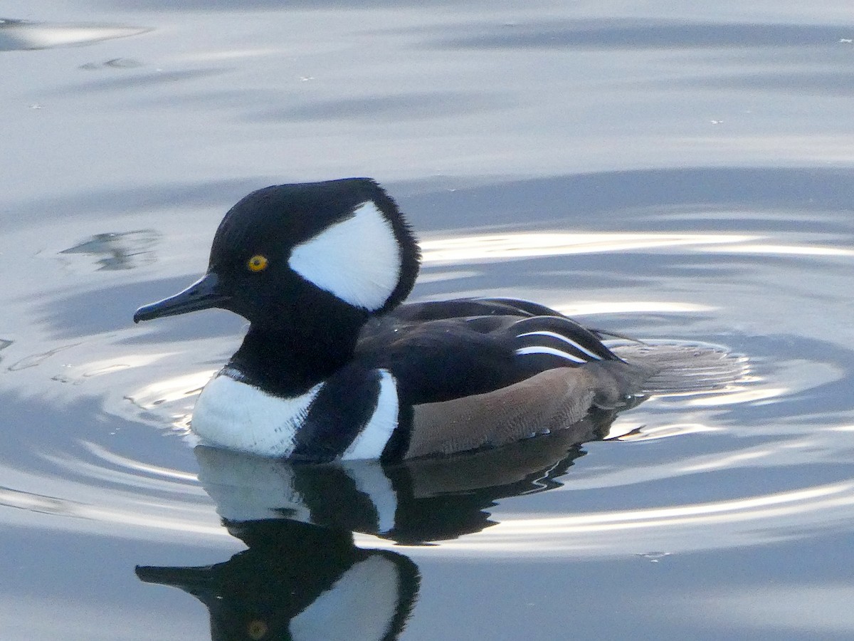 Hooded Merganser - ML611772208