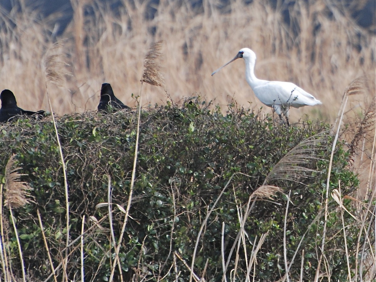 Black-faced Spoonbill - ML611772217