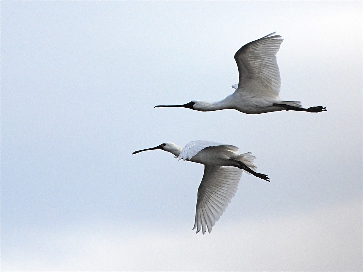 Black-faced Spoonbill - ML611772220