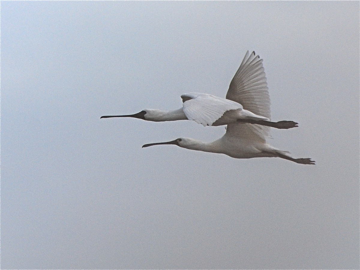 Black-faced Spoonbill - ML611772221