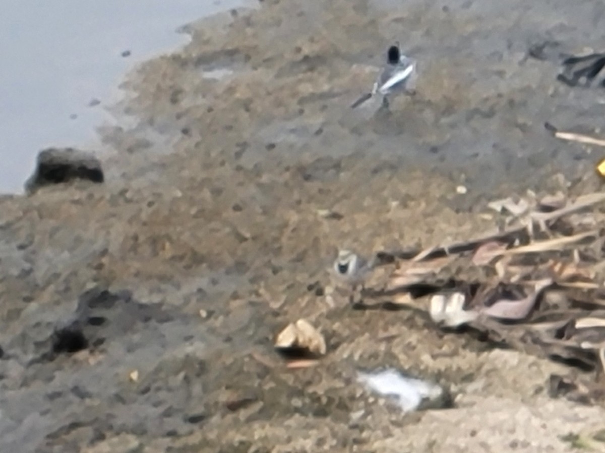 White Wagtail - ML611772270