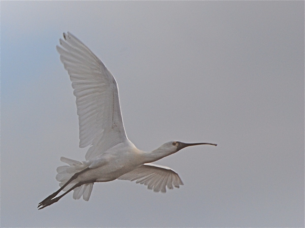 Eurasian Spoonbill - ML611772271