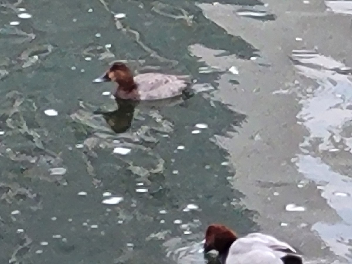 Common Pochard - ML611772354