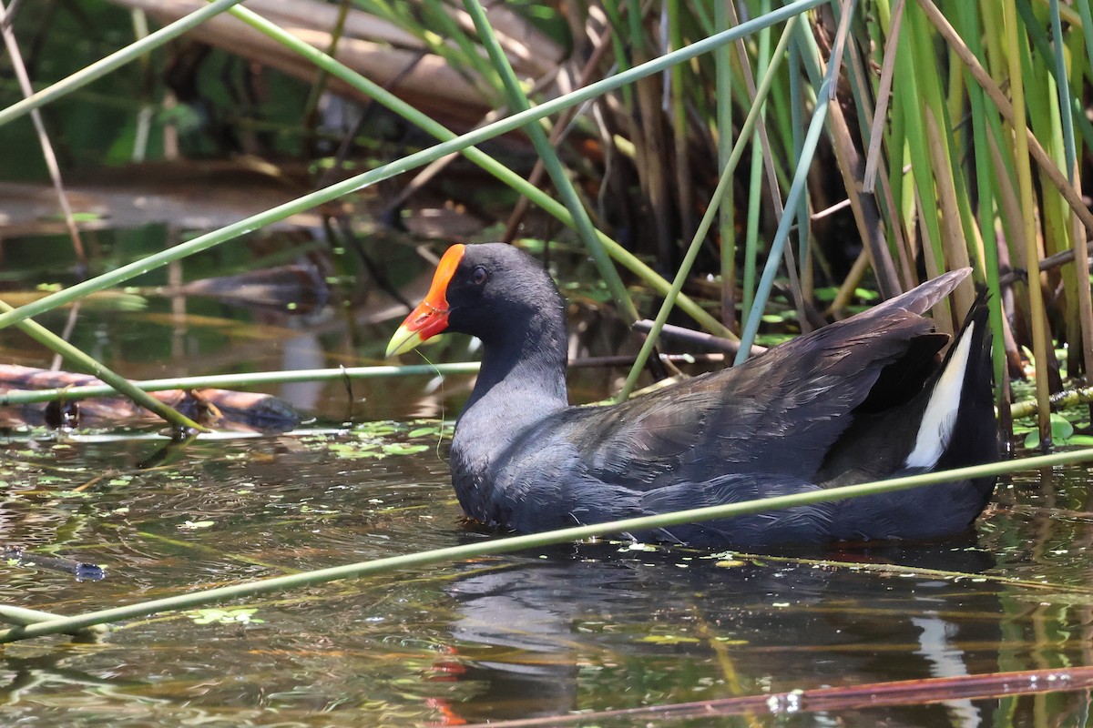 Dusky Moorhen - Dennis Devers