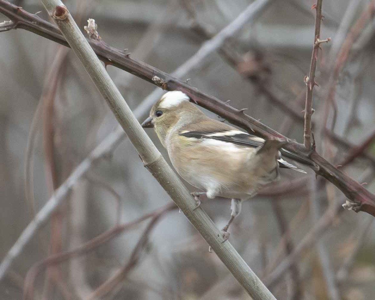 American Goldfinch - ML611772780