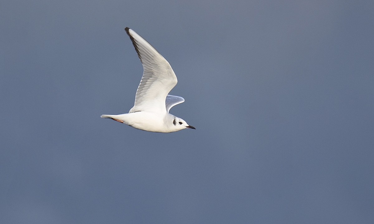 Bonaparte's Gull - Nick  Park