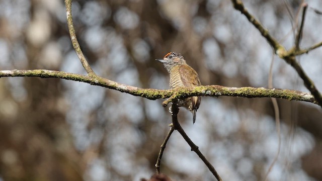 Golden-spangled Piculet (Pernambuco) - ML611772811