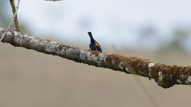 Seven-colored Tanager - ML611772827