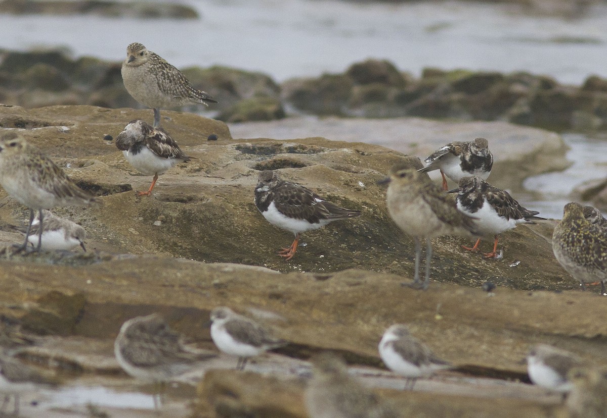 Ruddy Turnstone - ML611772829