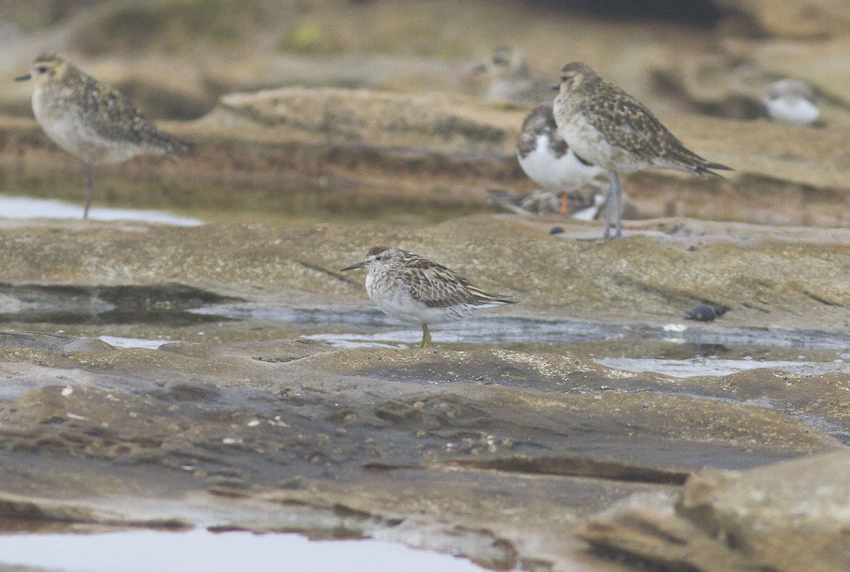 Sharp-tailed Sandpiper - ML611772831