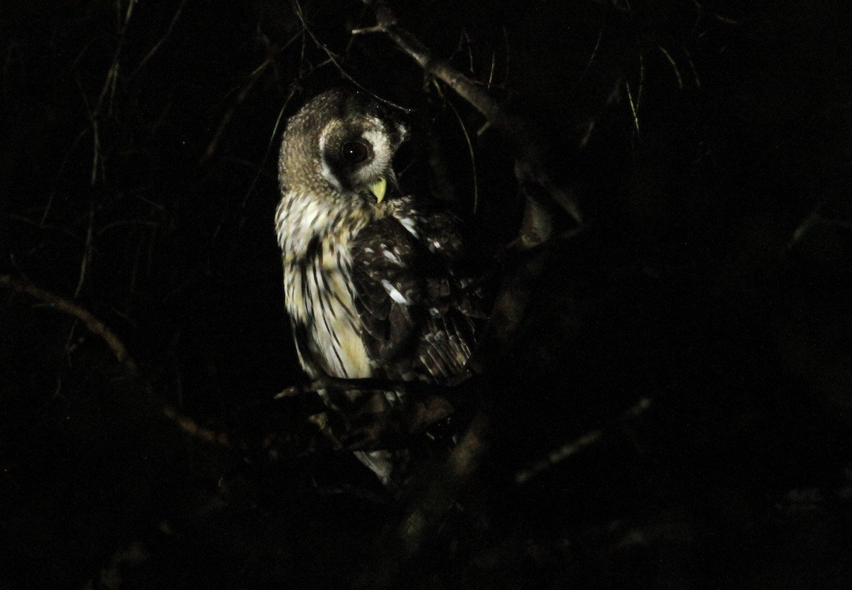 Mottled Owl (Mottled) - ML611772855