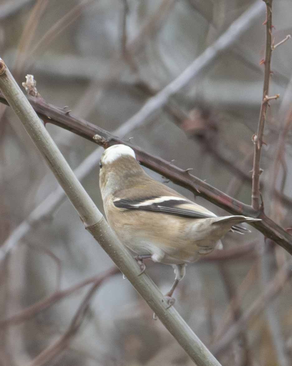 American Goldfinch - ML611772882