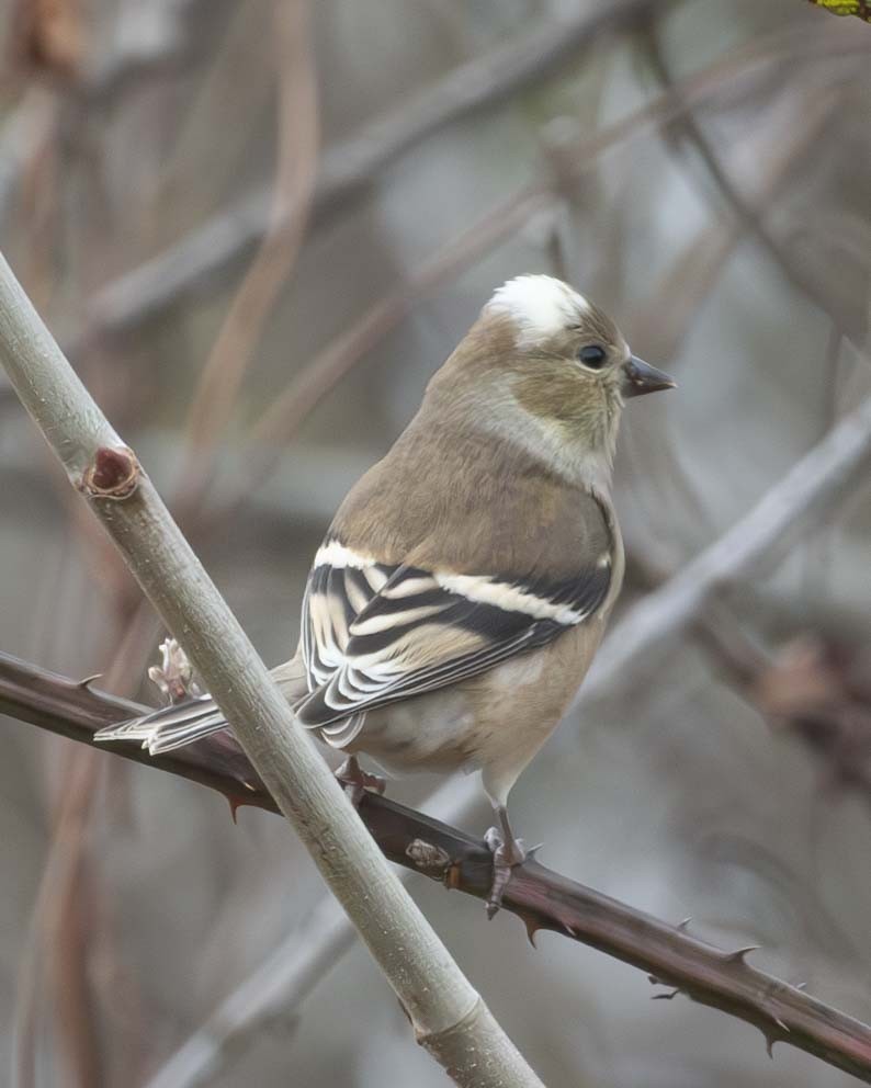 American Goldfinch - ML611772883