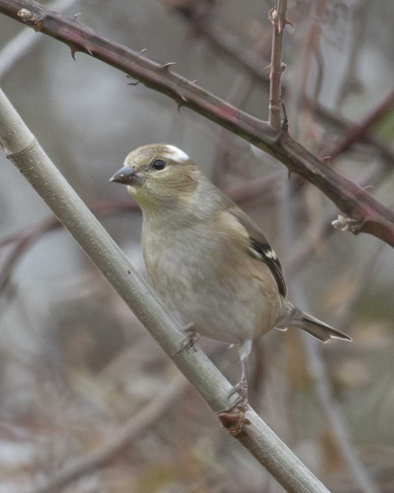 American Goldfinch - Gary Hofing