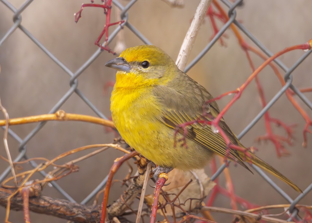 Hepatic Tanager - Matthew Pendleton