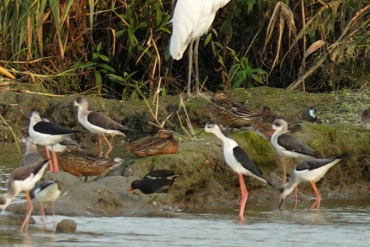 Garganey - JingZu Tu