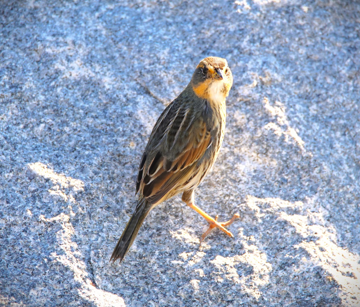 Saltmarsh Sparrow - ML611773029
