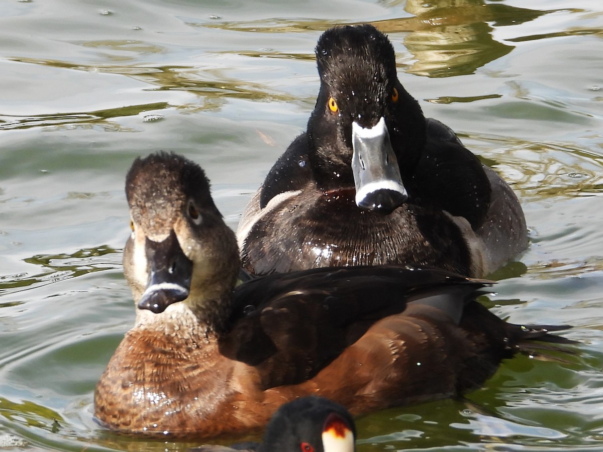 Ring-necked Duck - ML611773044