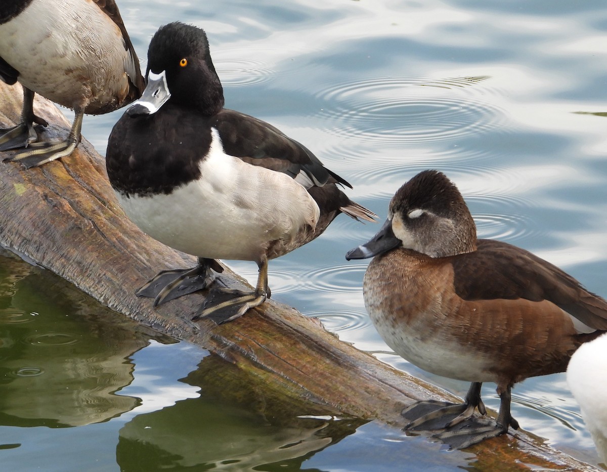 Ring-necked Duck - Rocío Reybal 🐦