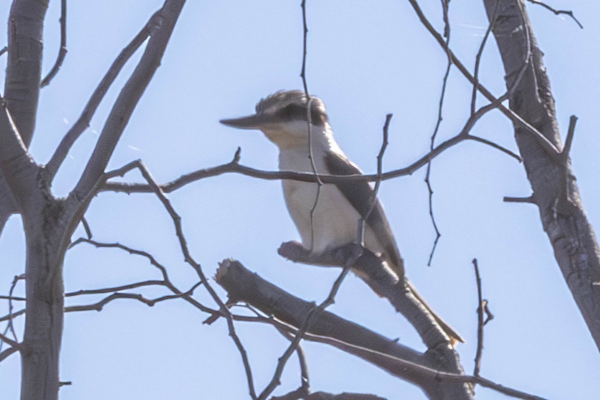 Red-backed Kingfisher - ML611773123