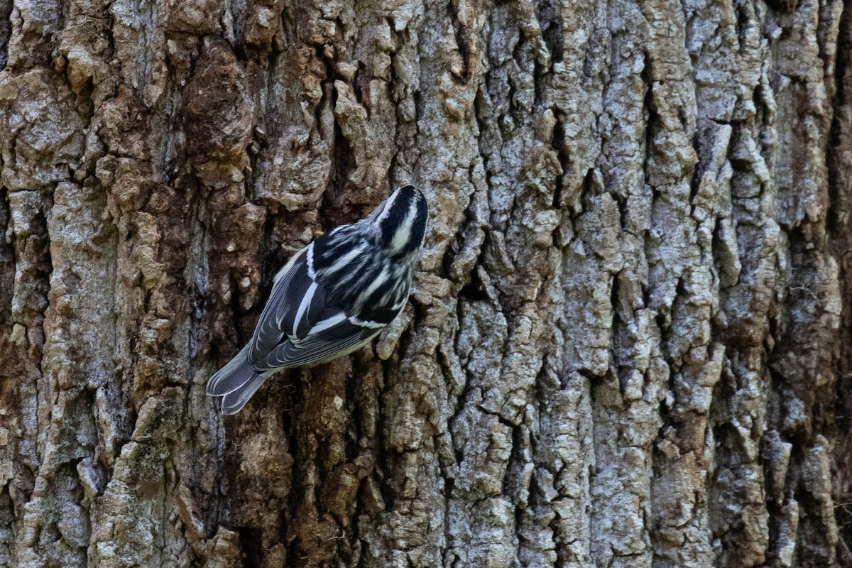 Black-and-white Warbler - ML611773151