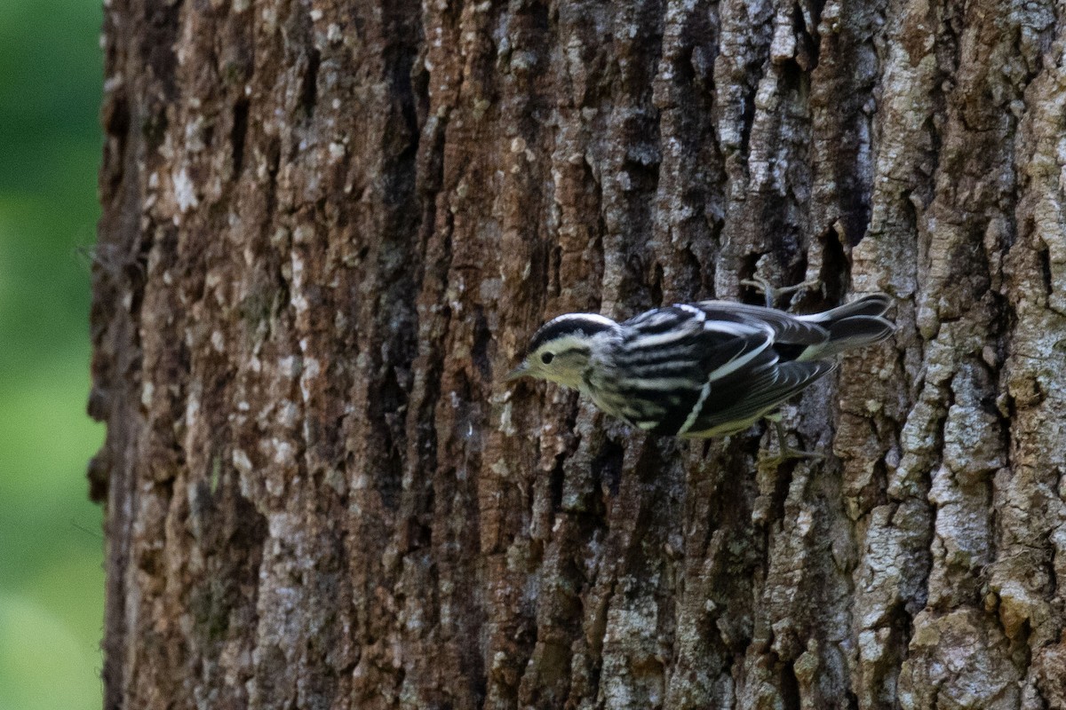 Black-and-white Warbler - ML611773152