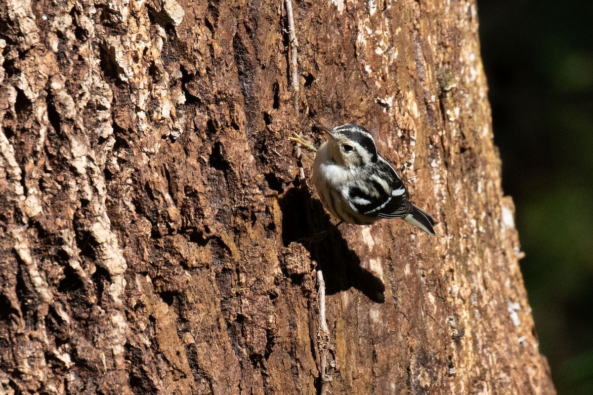 Black-and-white Warbler - ML611773153