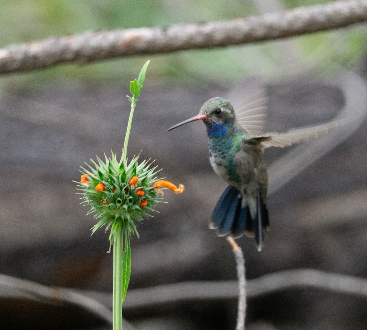 Broad-billed Hummingbird - Arturo Duarte Murillo