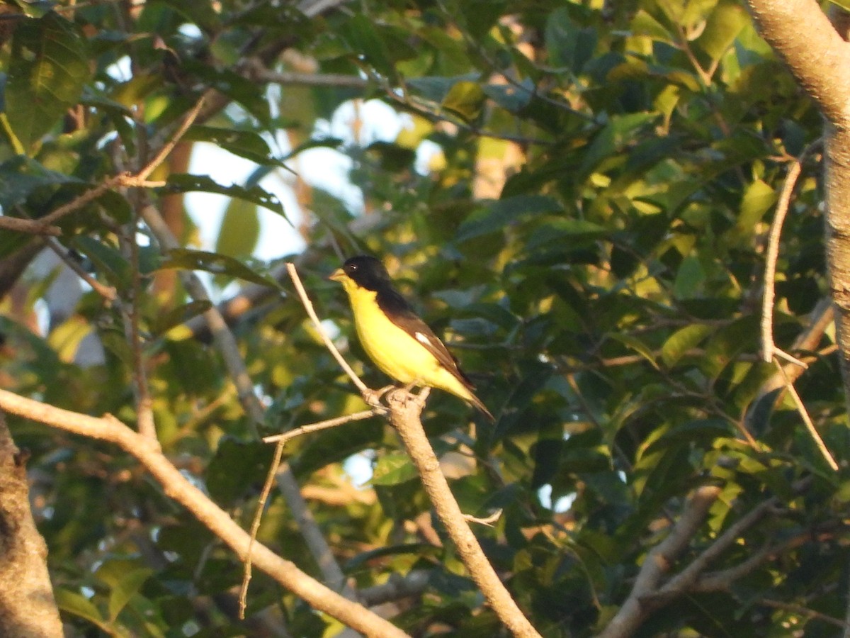 Lesser Goldfinch - ML611773240