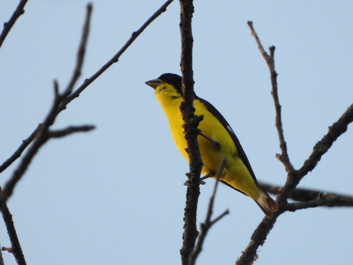 Lesser Goldfinch - ML611773243