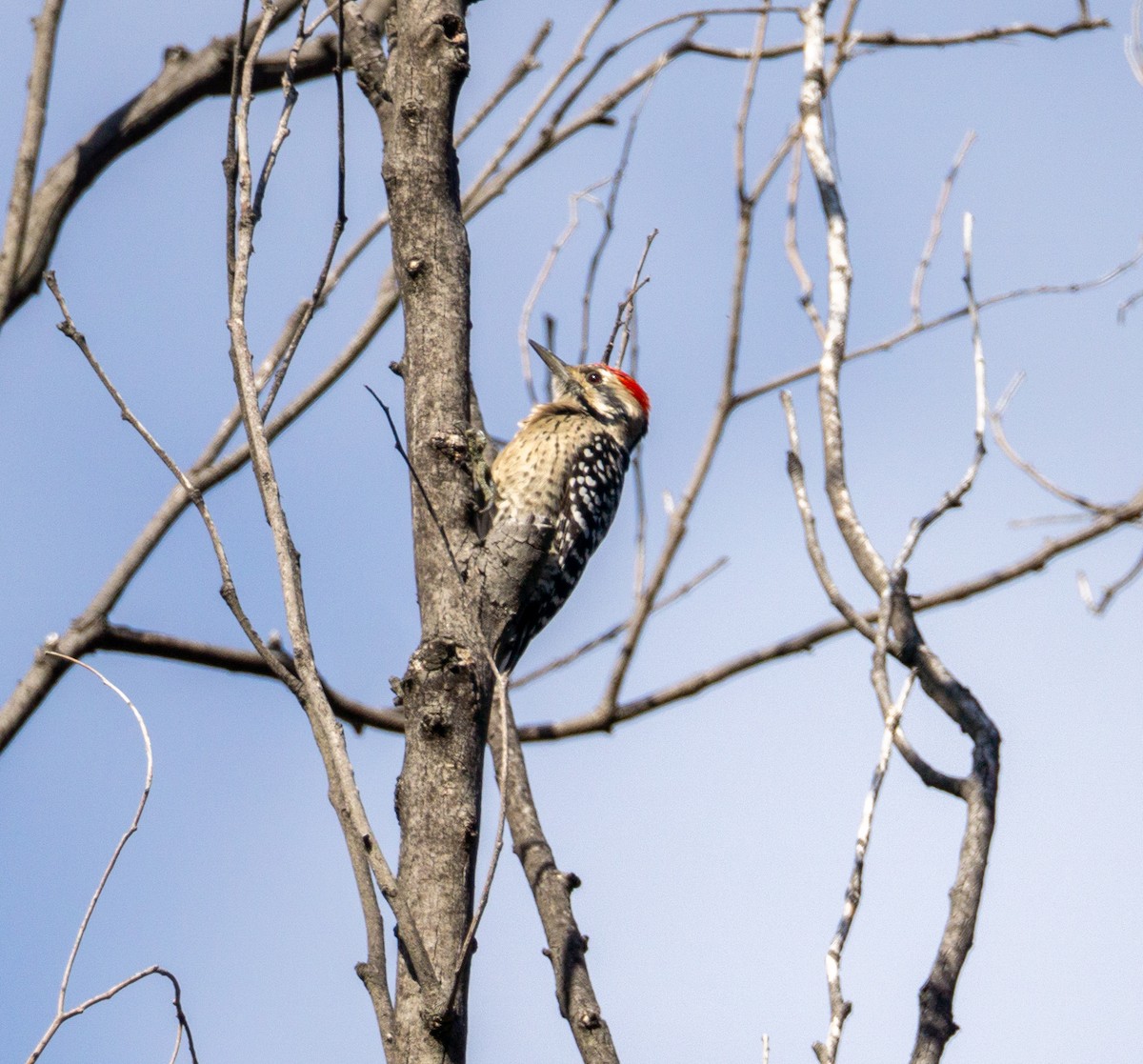 Ladder-backed Woodpecker - Arturo Duarte Murillo