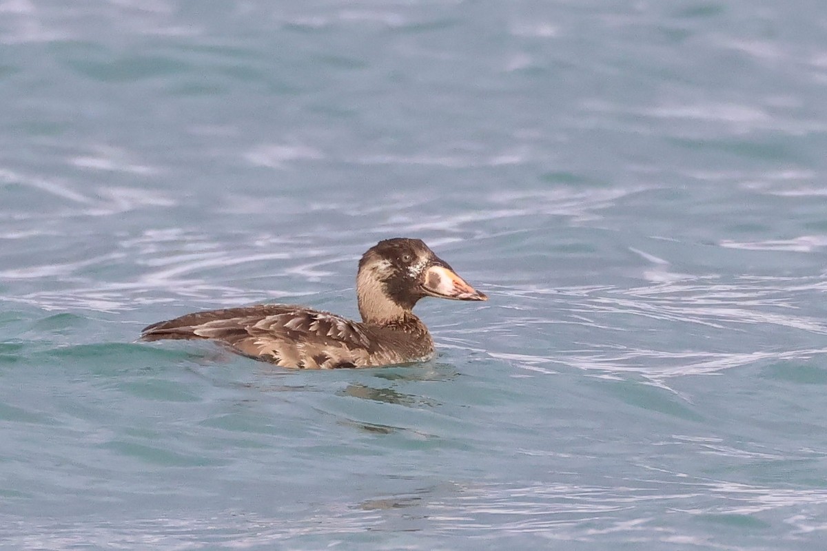 Surf Scoter - ML611773294