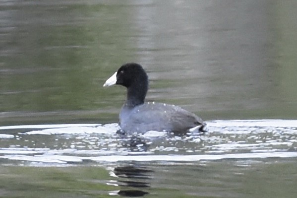 American Coot - Carey Bergman