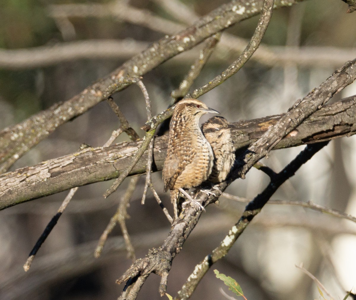 Spotted Wren - ML611773313