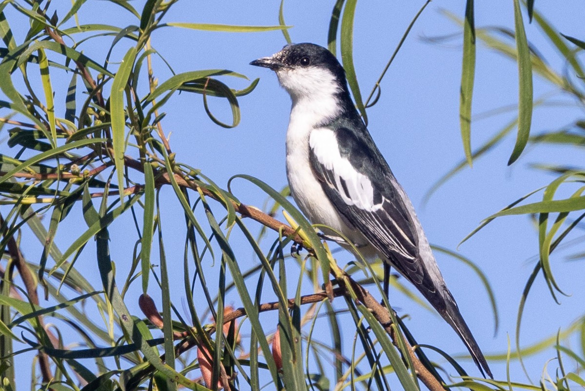 White-winged Triller - ML611773335