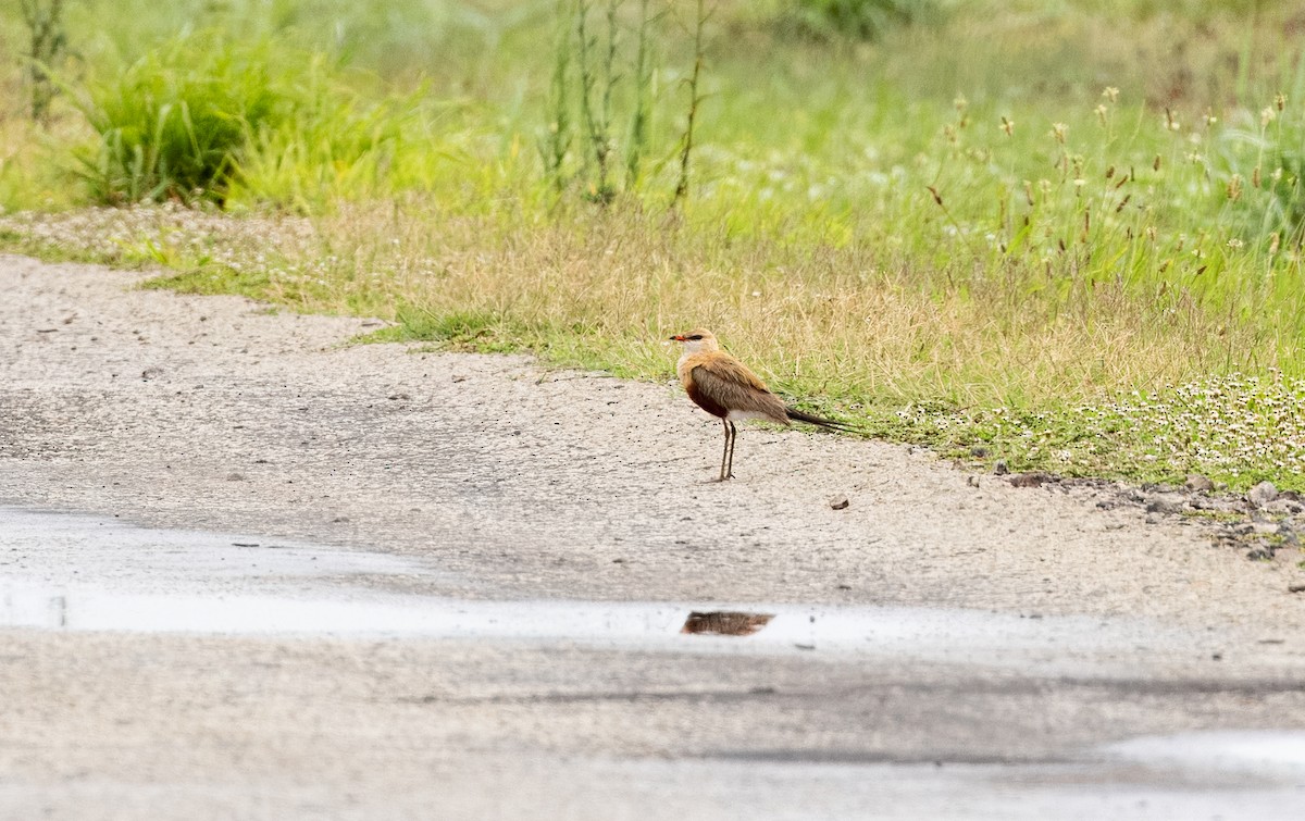 Australian Pratincole - Dan Bishop