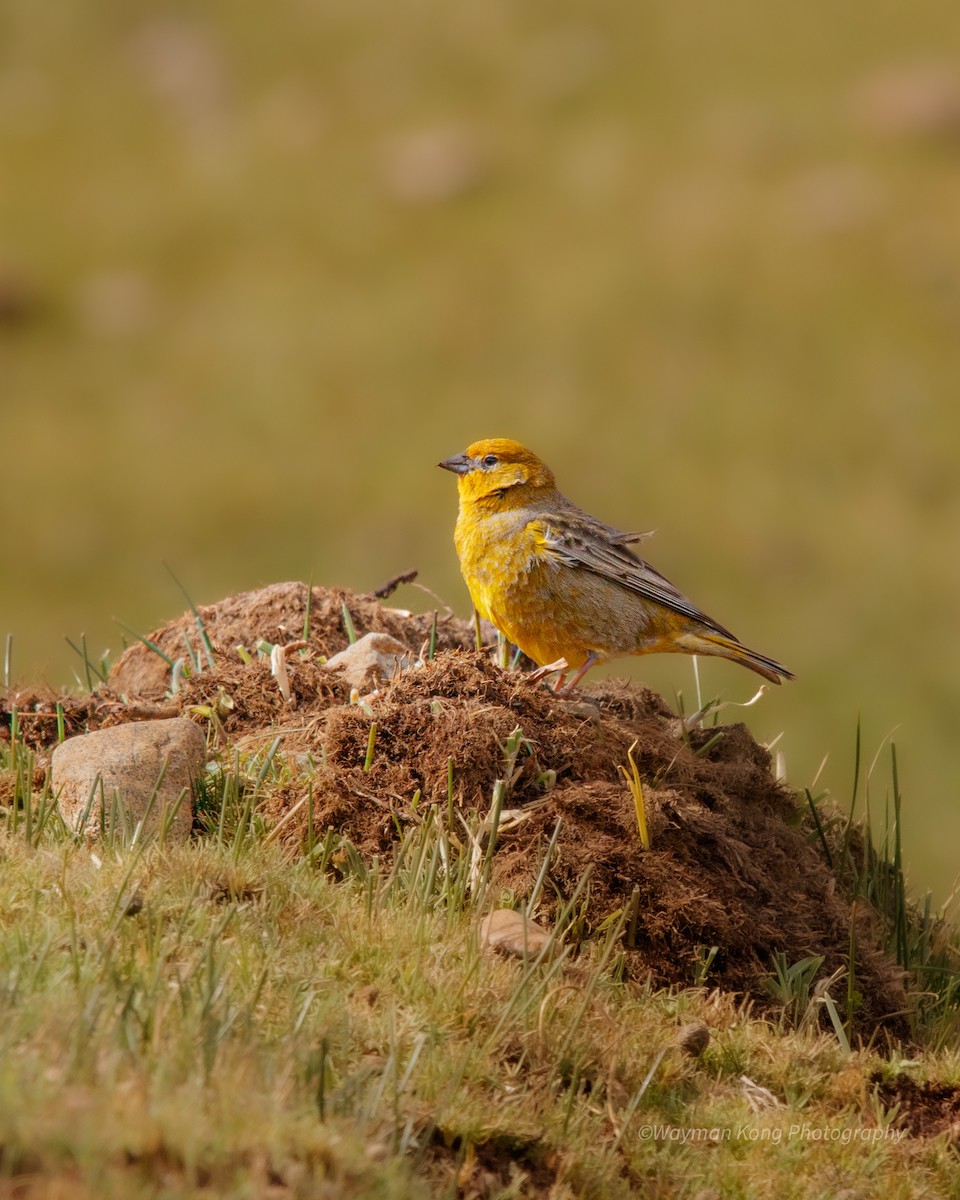 Greater Yellow-Finch - ML611773503