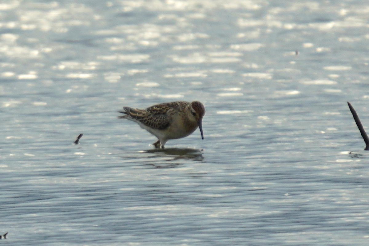 Sharp-tailed Sandpiper - ML611773531