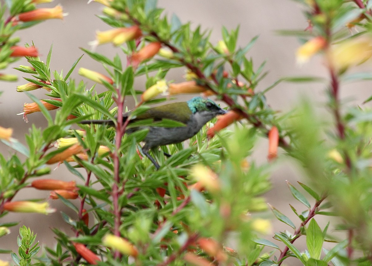 Grünkopf-Nektarvogel - ML611773584