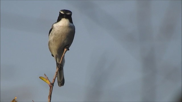 Gray Bushchat - ML611773623