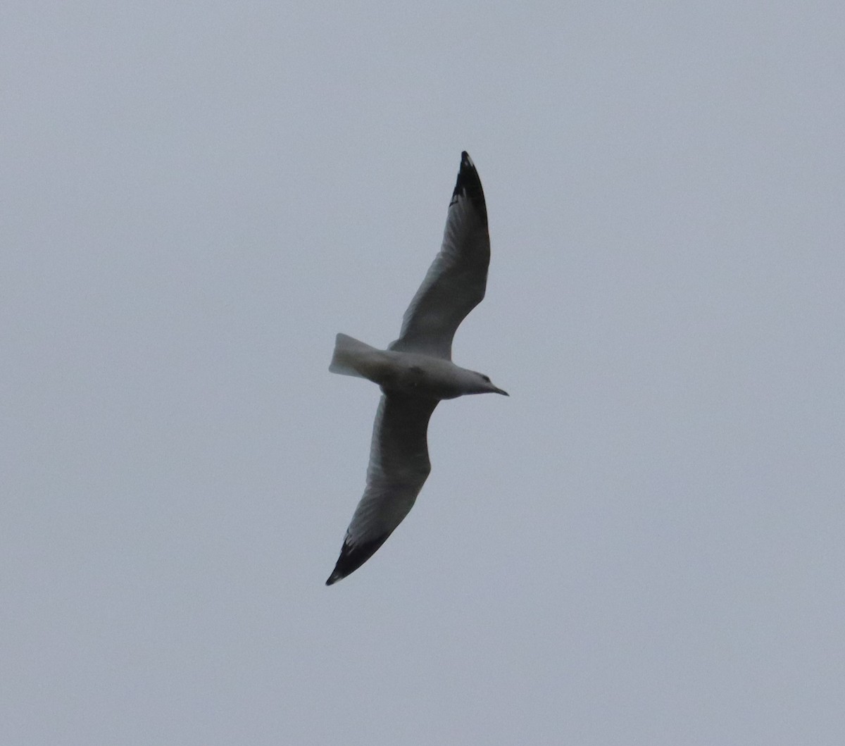 Ring-billed Gull - ML611773771