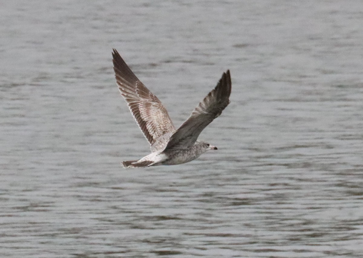 Ring-billed Gull - ML611773803