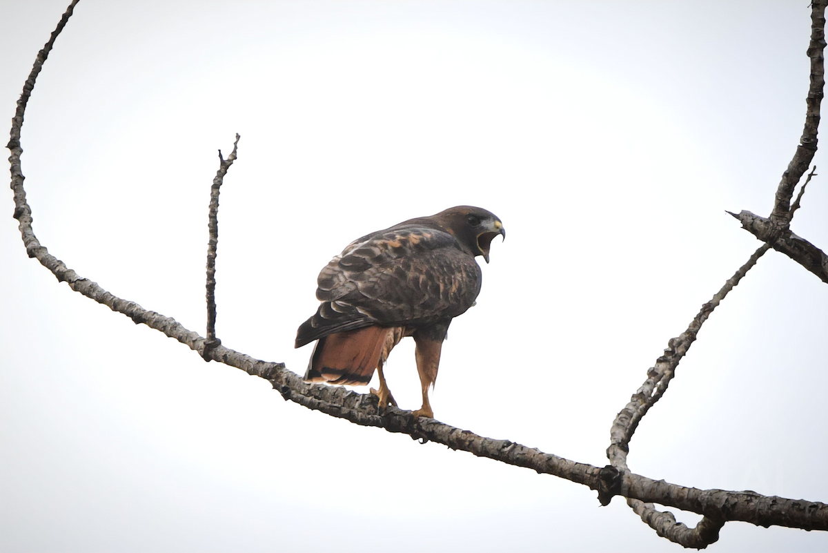 Red-tailed Hawk - Noah Price