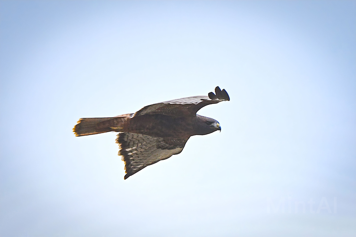 Red-tailed Hawk - ML611773820