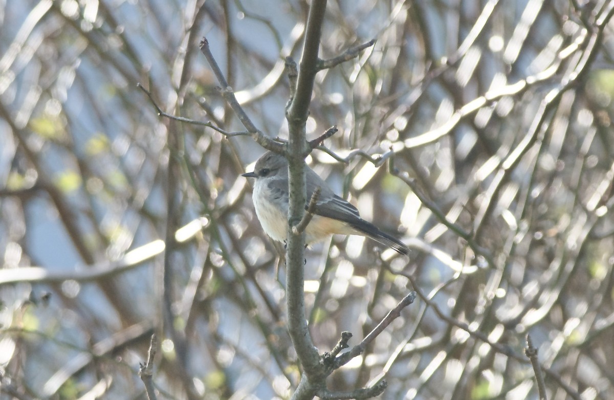 Vermilion Flycatcher - Paul Gould