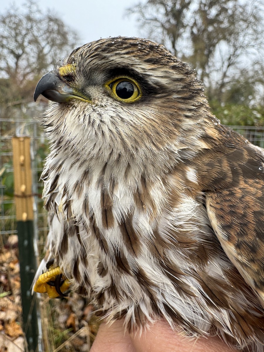 Sharp-shinned Hawk - ML611773856