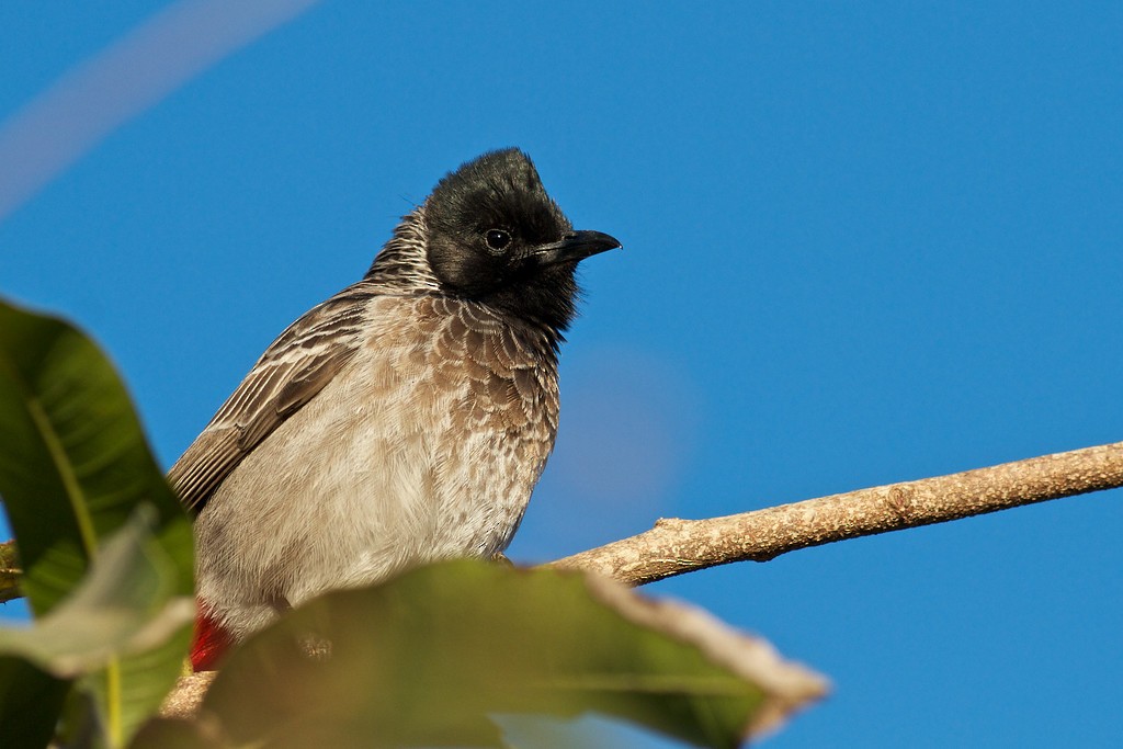 Bulbul à ventre rouge - ML611773999